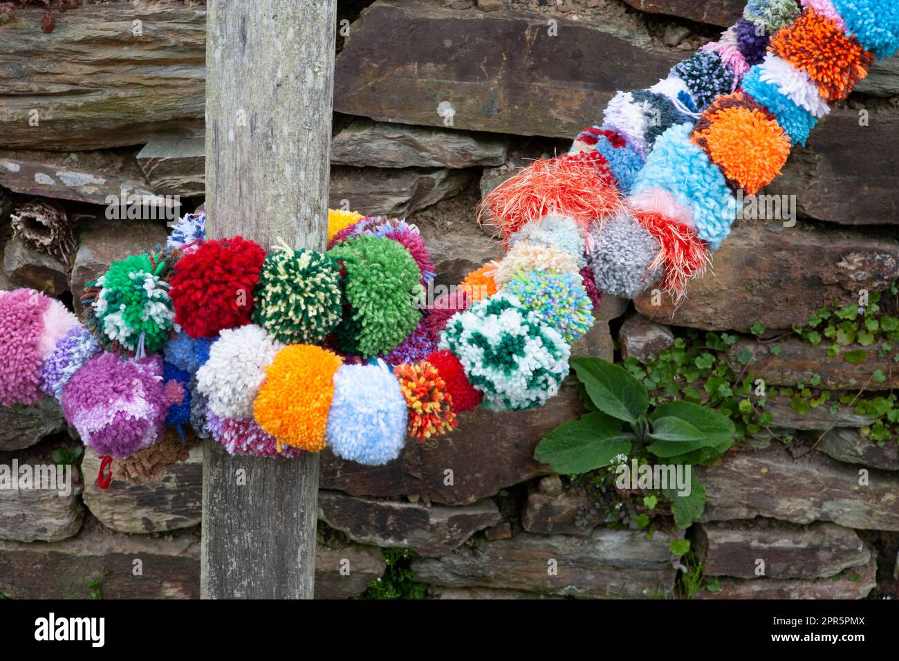 Dry stone wall and colourful pom-poms: RHS Rosemoor, Devon, UK Stock Photo