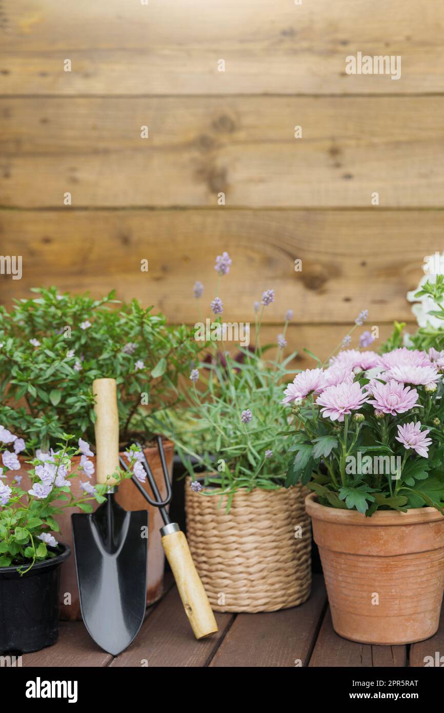 Different potted blooming flowers and herbs, gardening equipment and tools Stock Photo