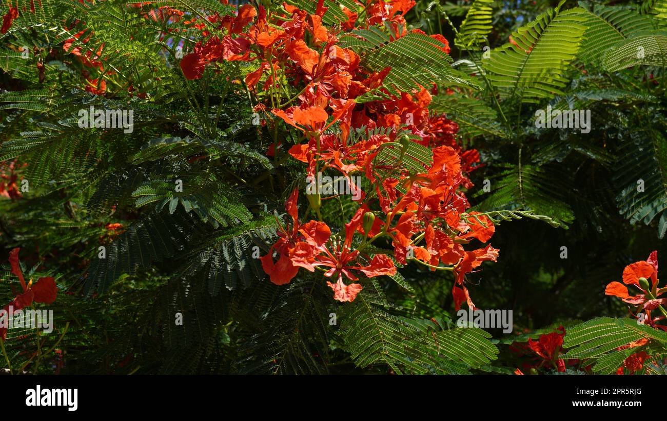 Beautiful branch of red flowers Flame tree (Delonix regia) in June Royal Poinciana, Flamboyant, large deciduous tree Stock Photo
