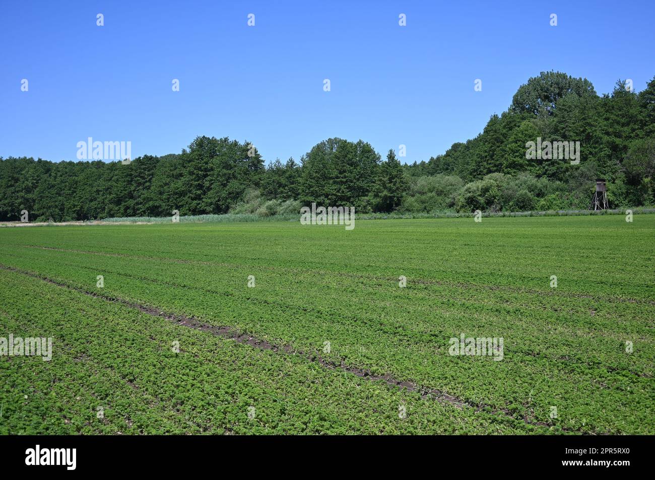 Petroselinic acid hires stock photography and images Alamy