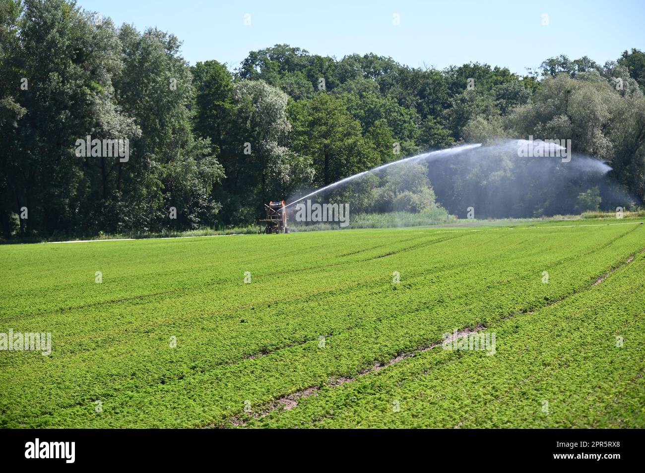 Watering Parsley Stock Photo