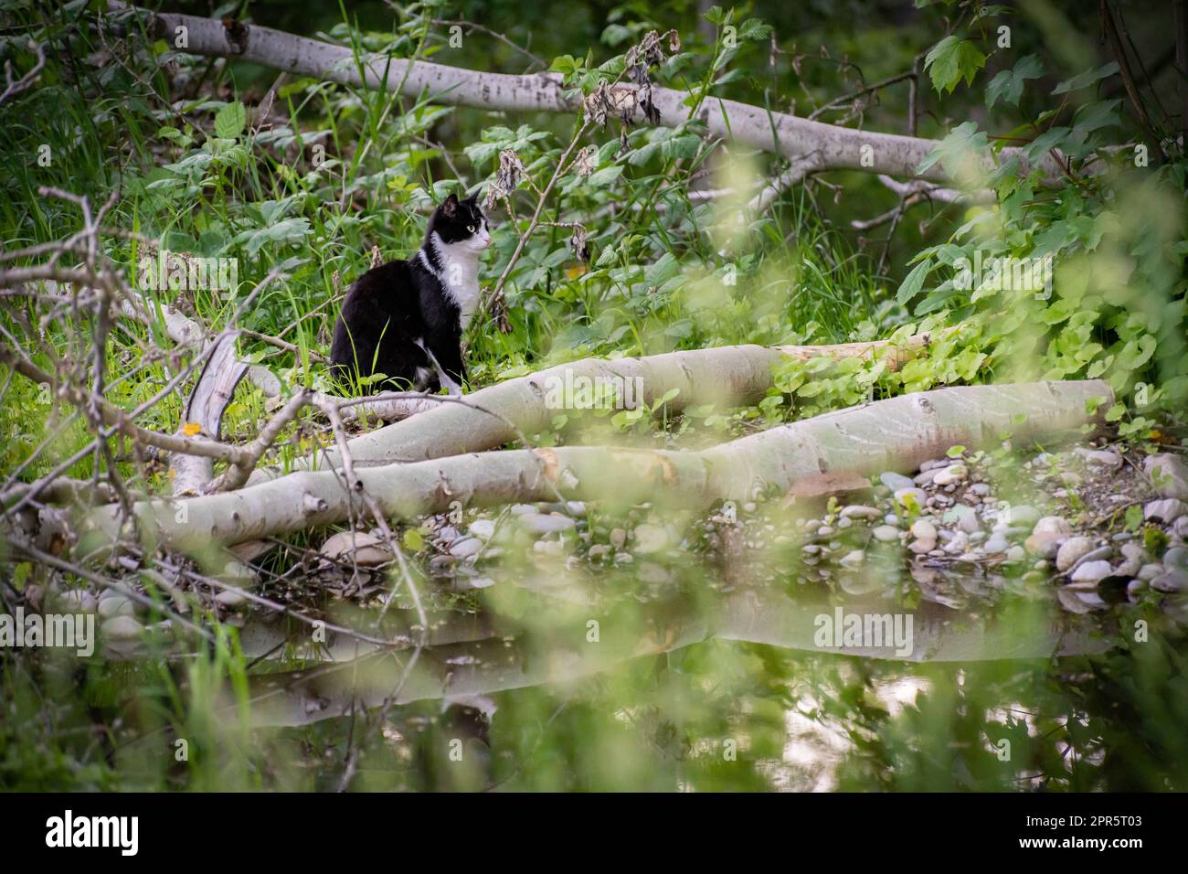 domestic young black and white cat lurks at the frog pond in riparian zone. Stock Photo