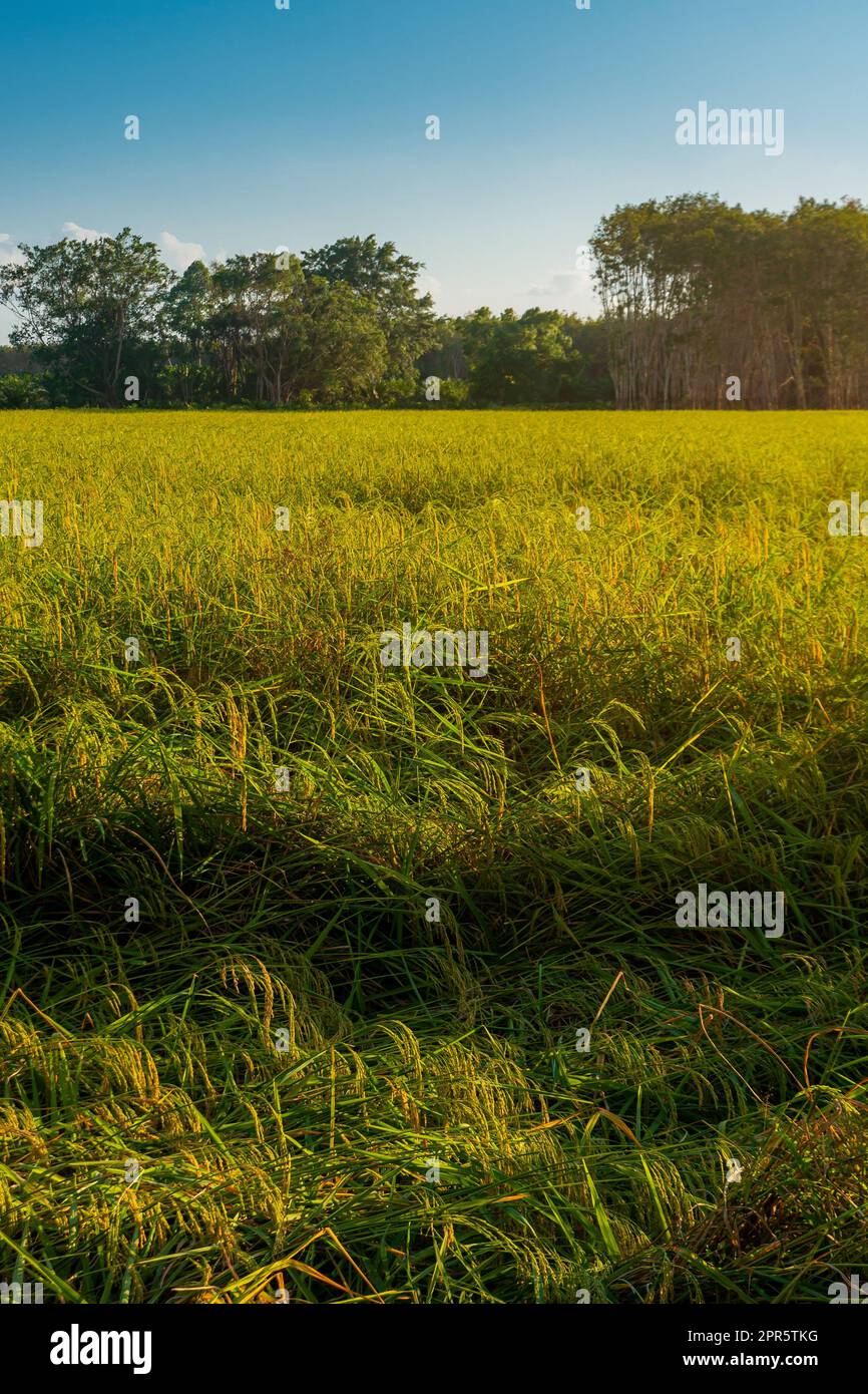 Green rice field time lapse hi-res stock photography and images - Alamy