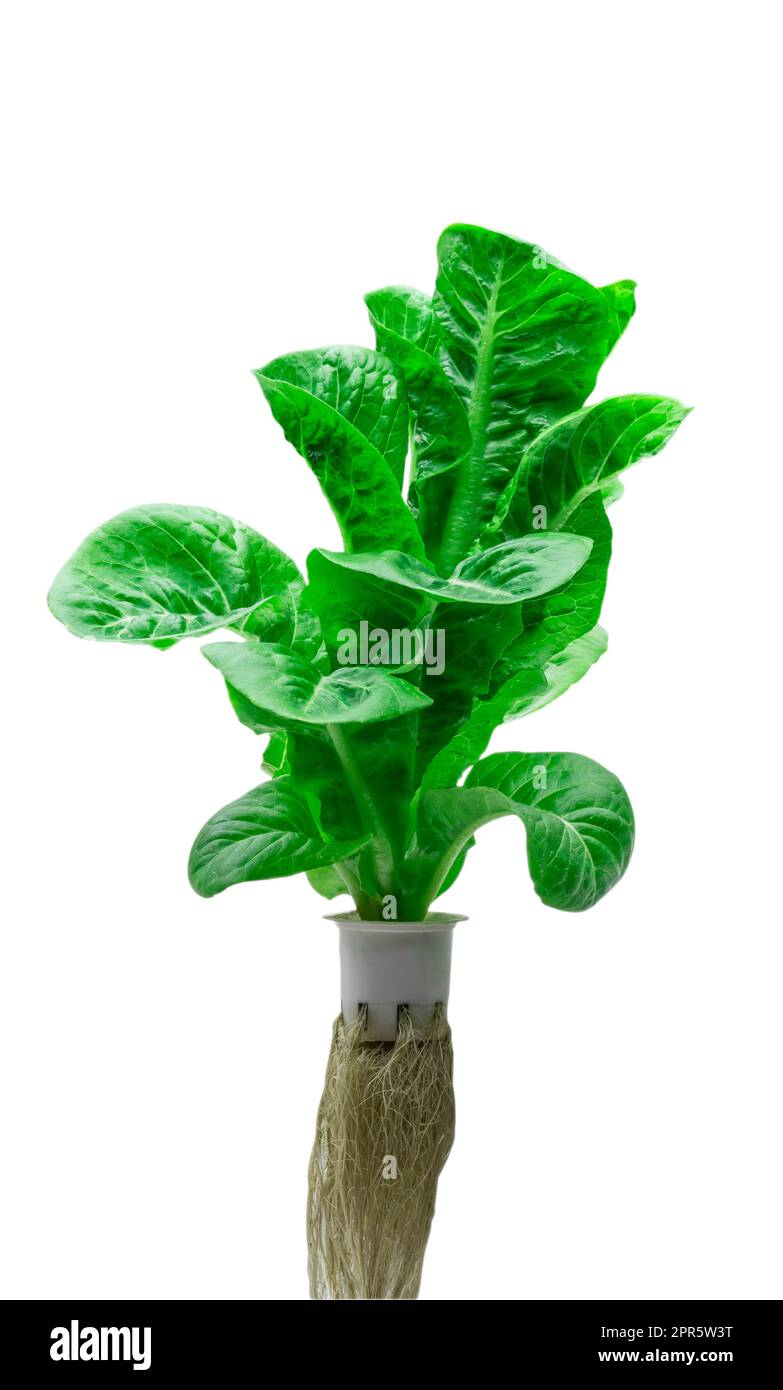 Lettuce is organic, clean, safe, free of chemicals, and fresh green on