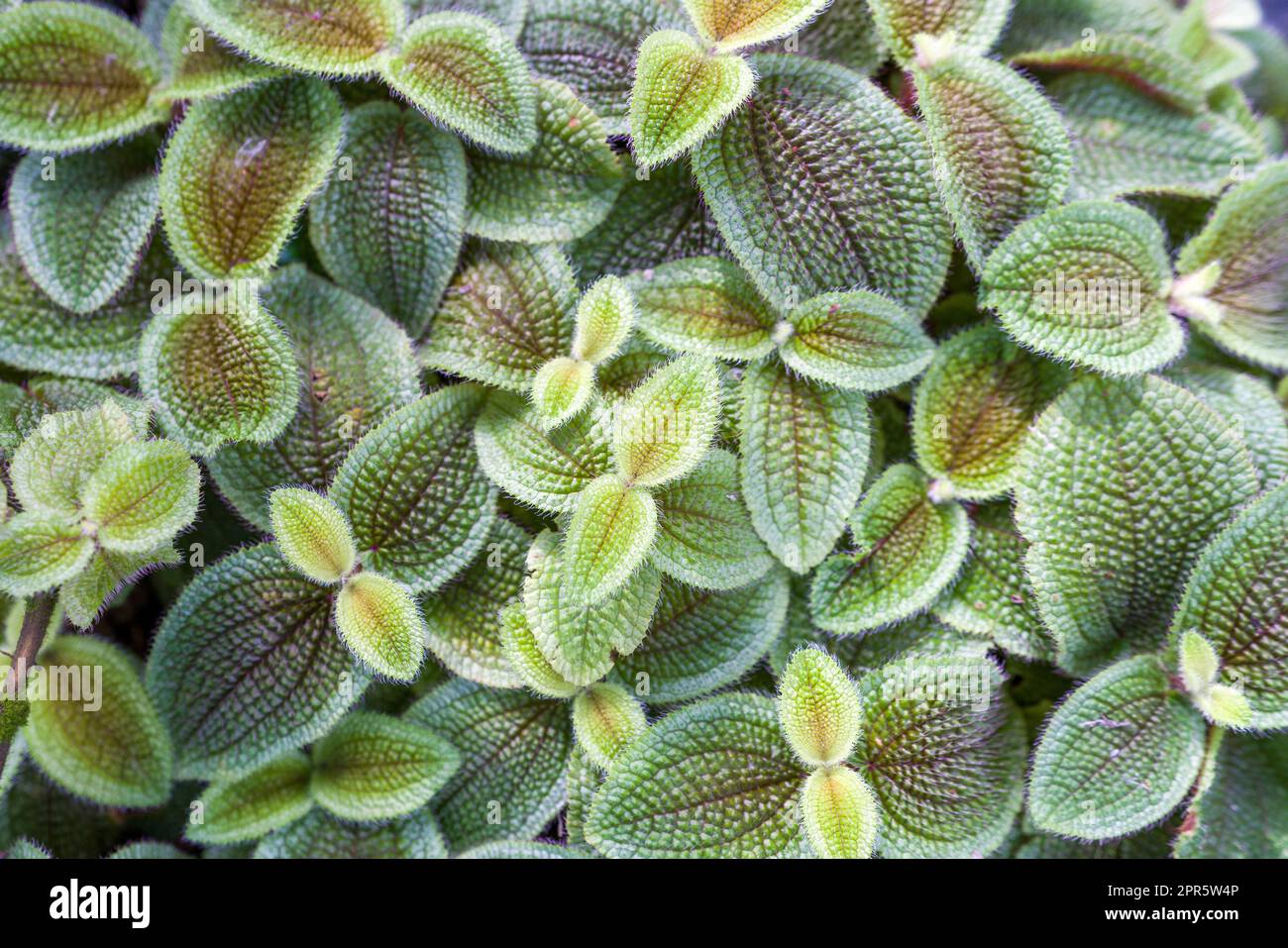 Episcia patterned leaves. Fresh ornamental plant. Cover ground plant. Nature background Stock Photo