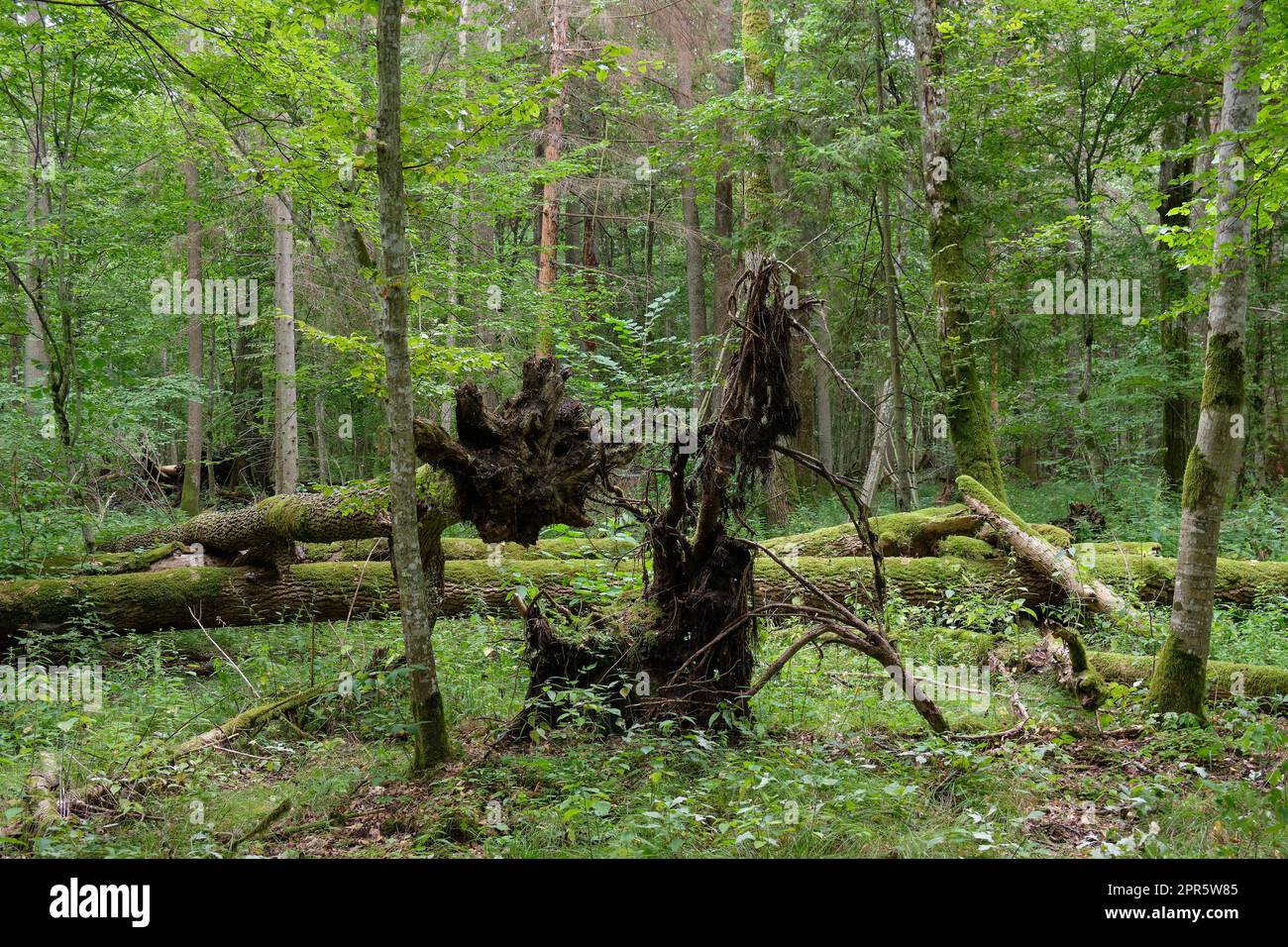 Broken old ash tree and old oak tree Stock Photo - Alamy