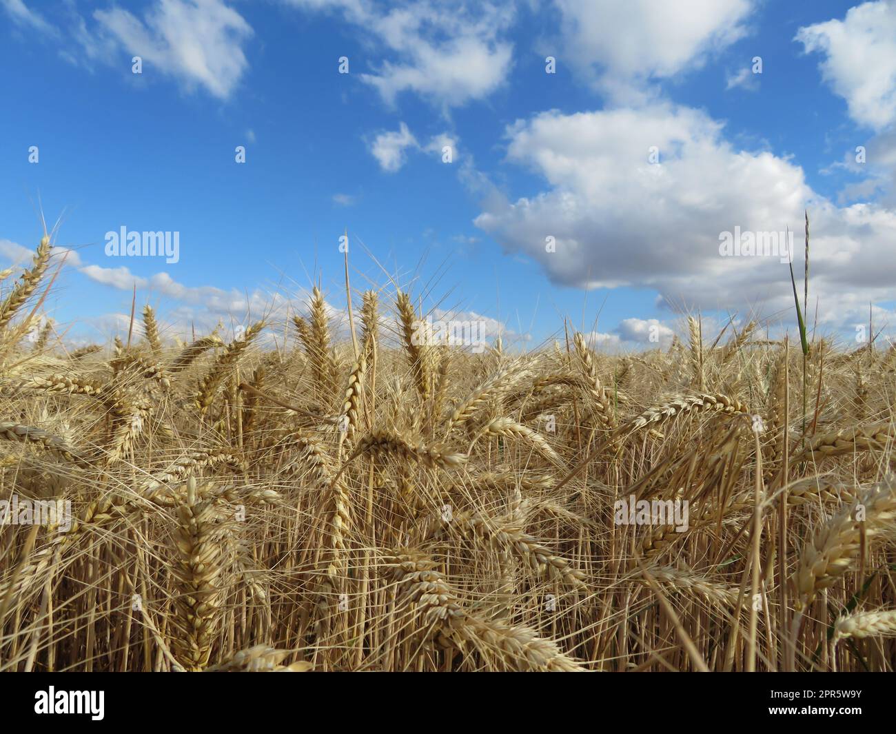 field cereal landscape harvest dry food natural season Stock Photo - Alamy