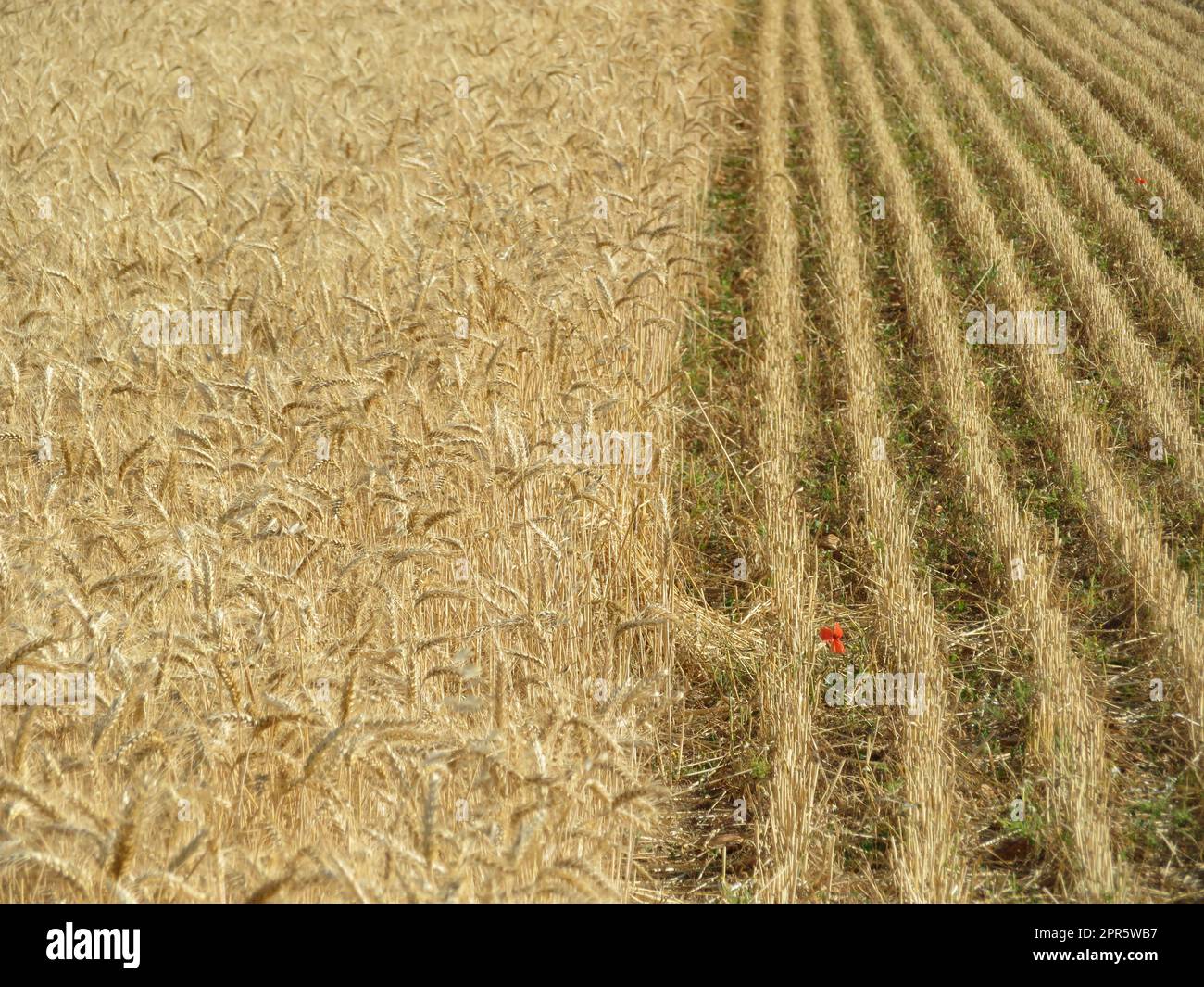 field cereal landscape harvest dry food natural season Stock Photo - Alamy