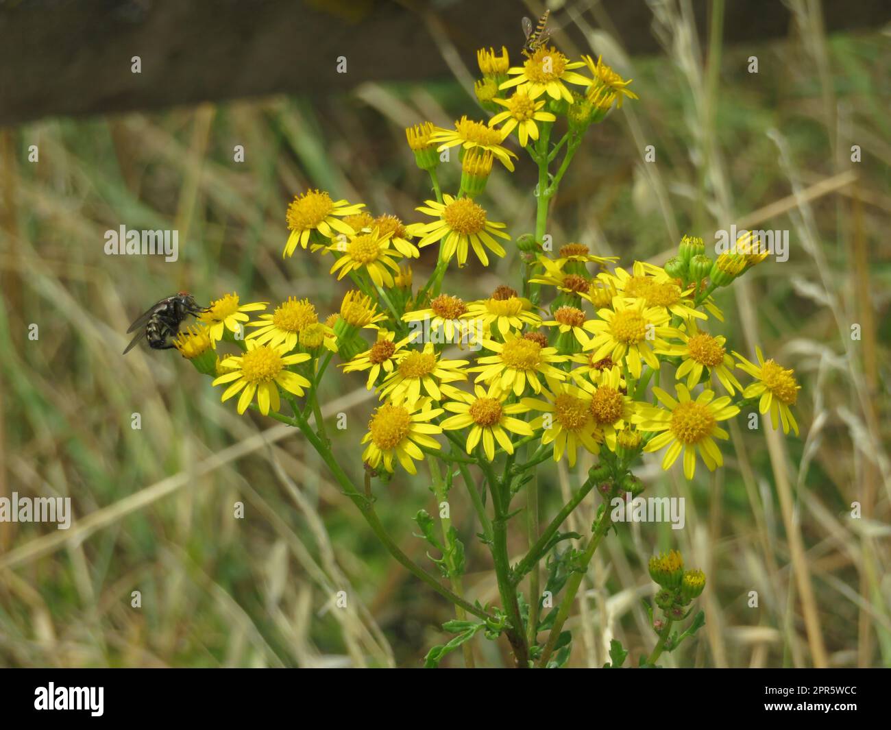 beautiful natural flowers insects fertile natural aroma spring Stock Photo