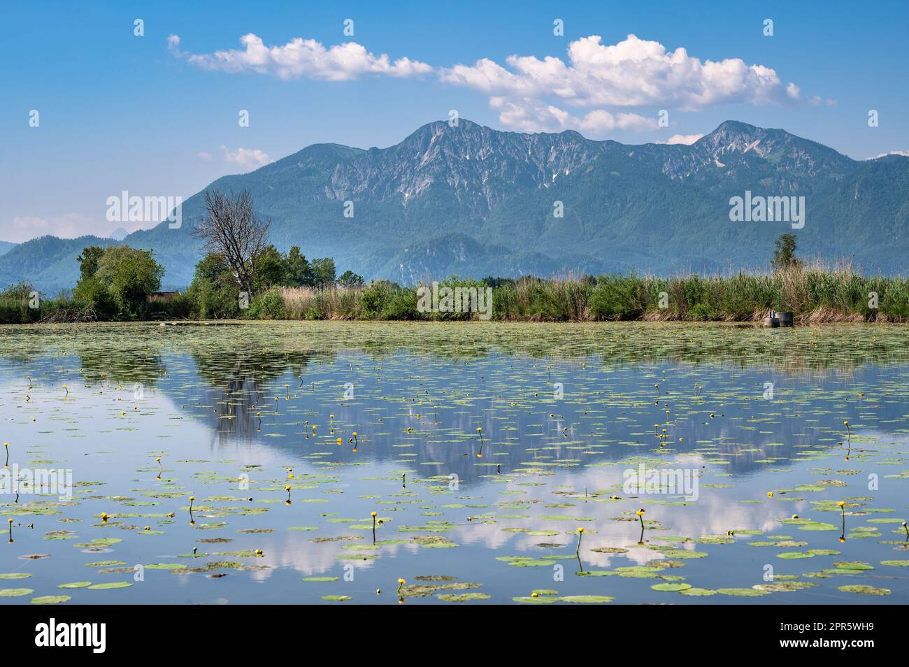 Yellow pond rose hi-res stock photography and images - Alamy