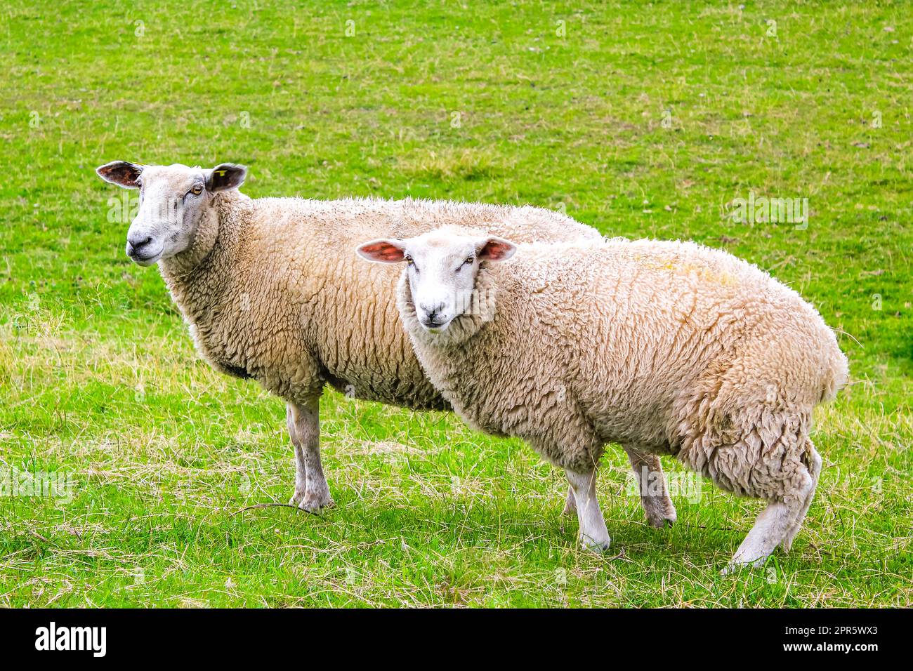 Sheep graze on green meadow in moorland Lower Saxony Germany. Stock Photo