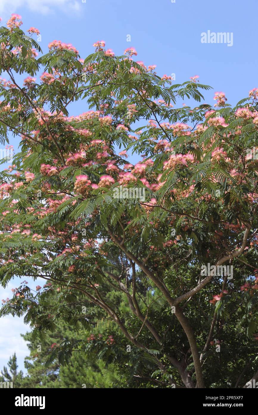 Persian Silk Tree Growing in Rural East Texas Stock Photo