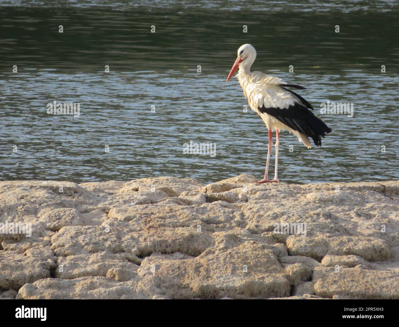 large black and white bird stork long red beak river water Stock Photo
