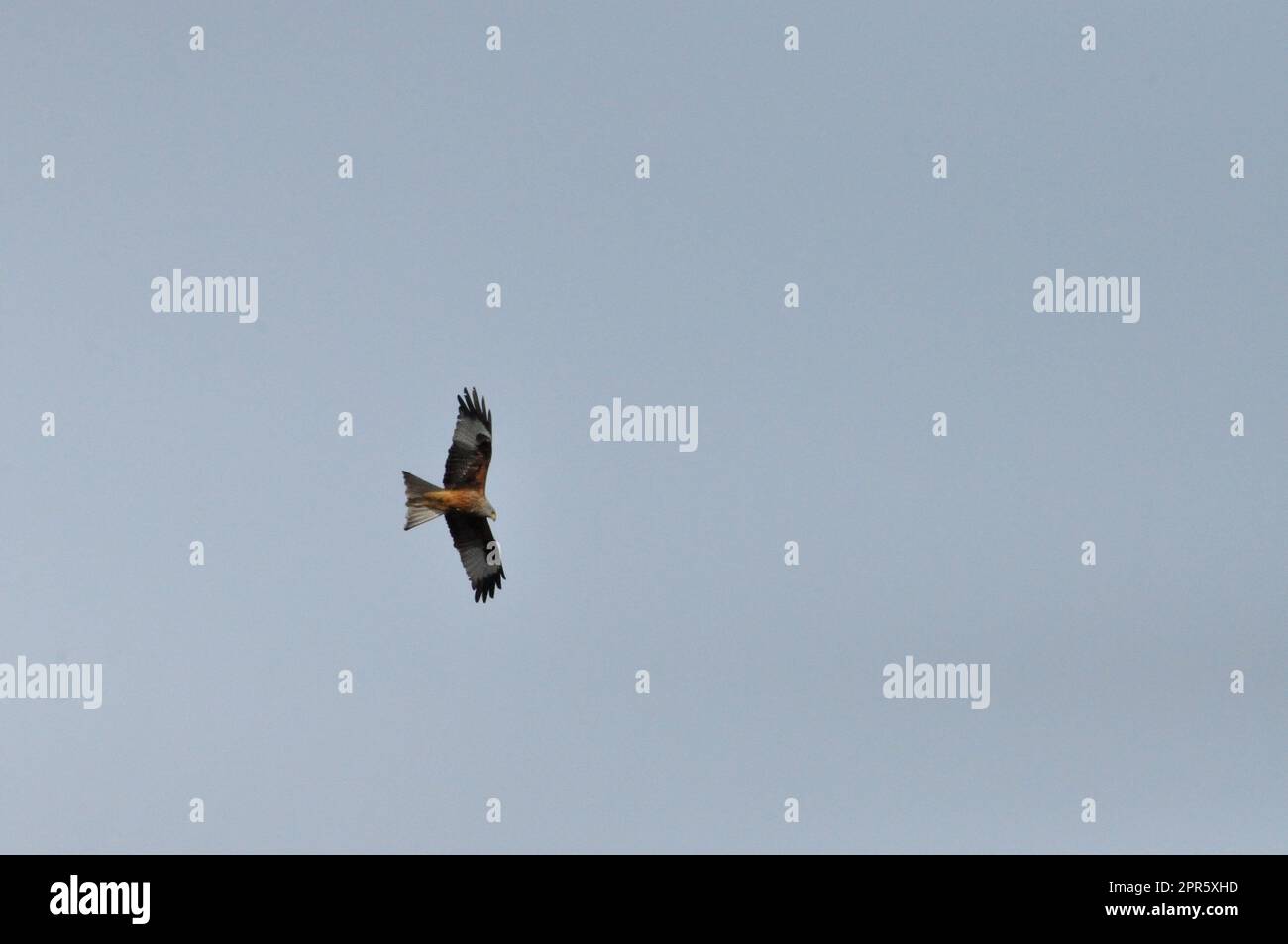 Red Kite Stock Photo