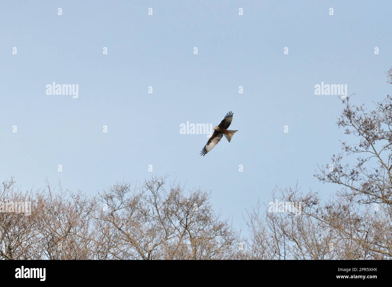 Red Kite Stock Photo