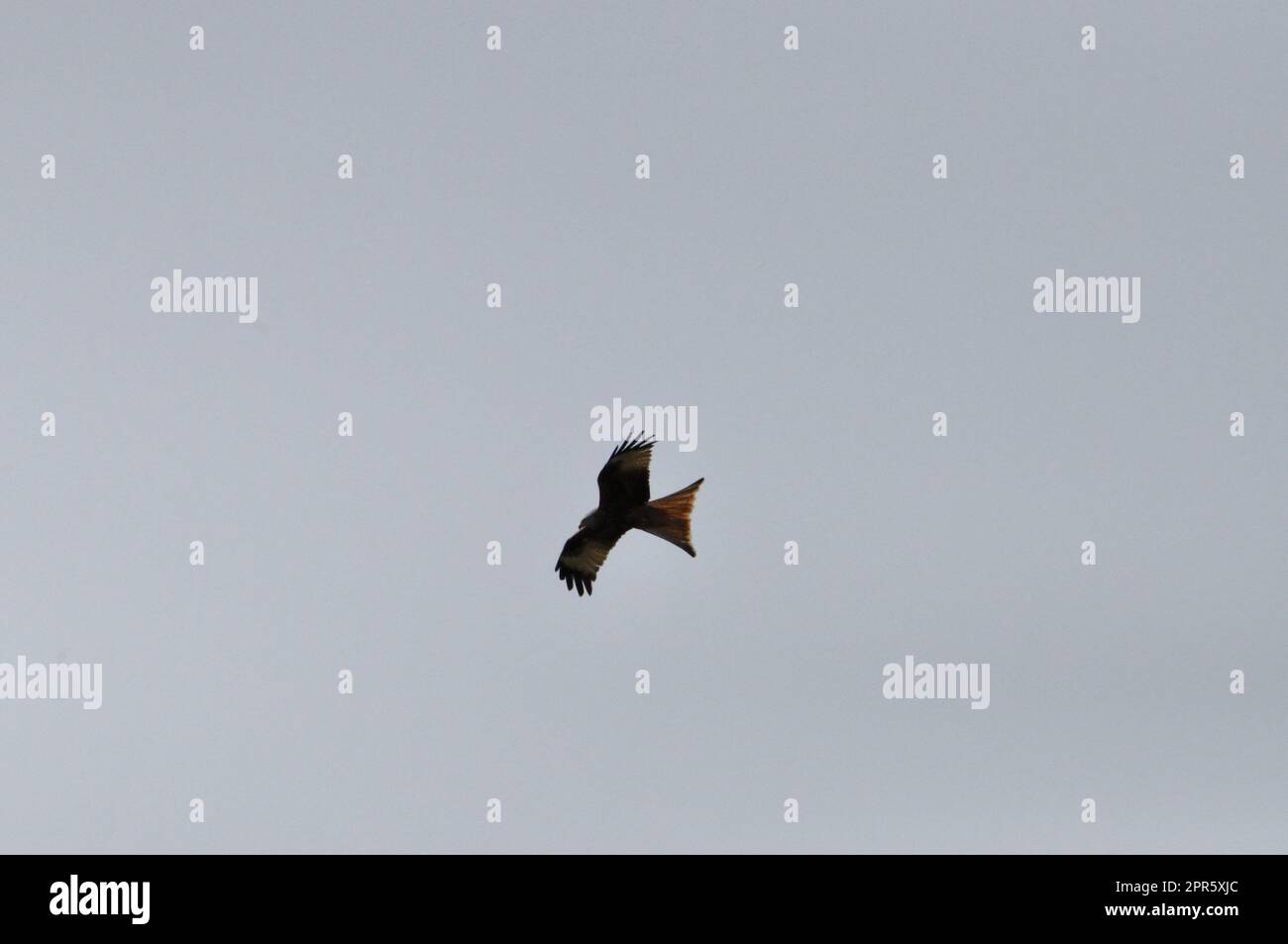 Red Kite Stock Photo