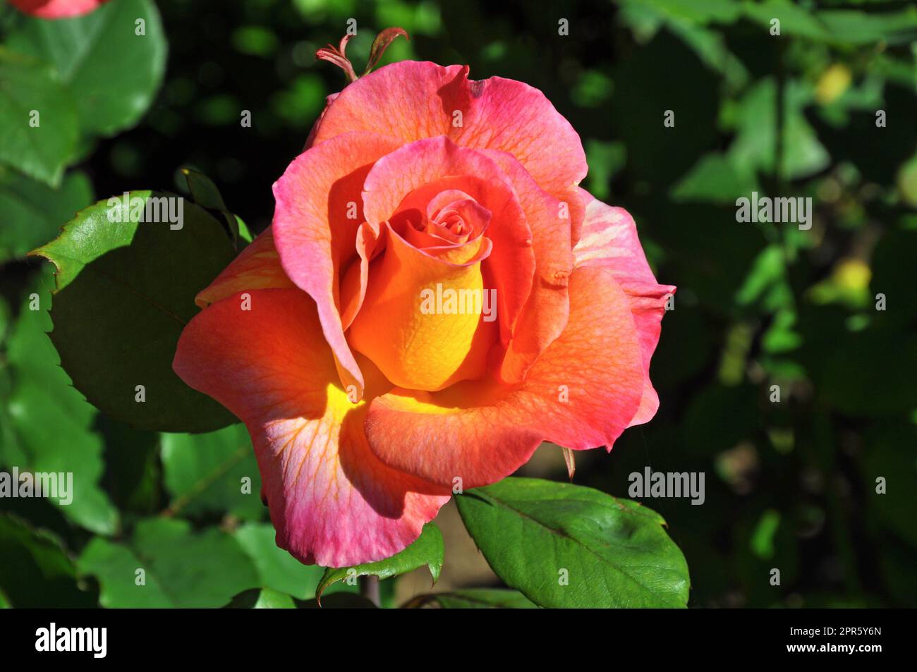 Rose beauty hi-res stock photography and images - Alamy