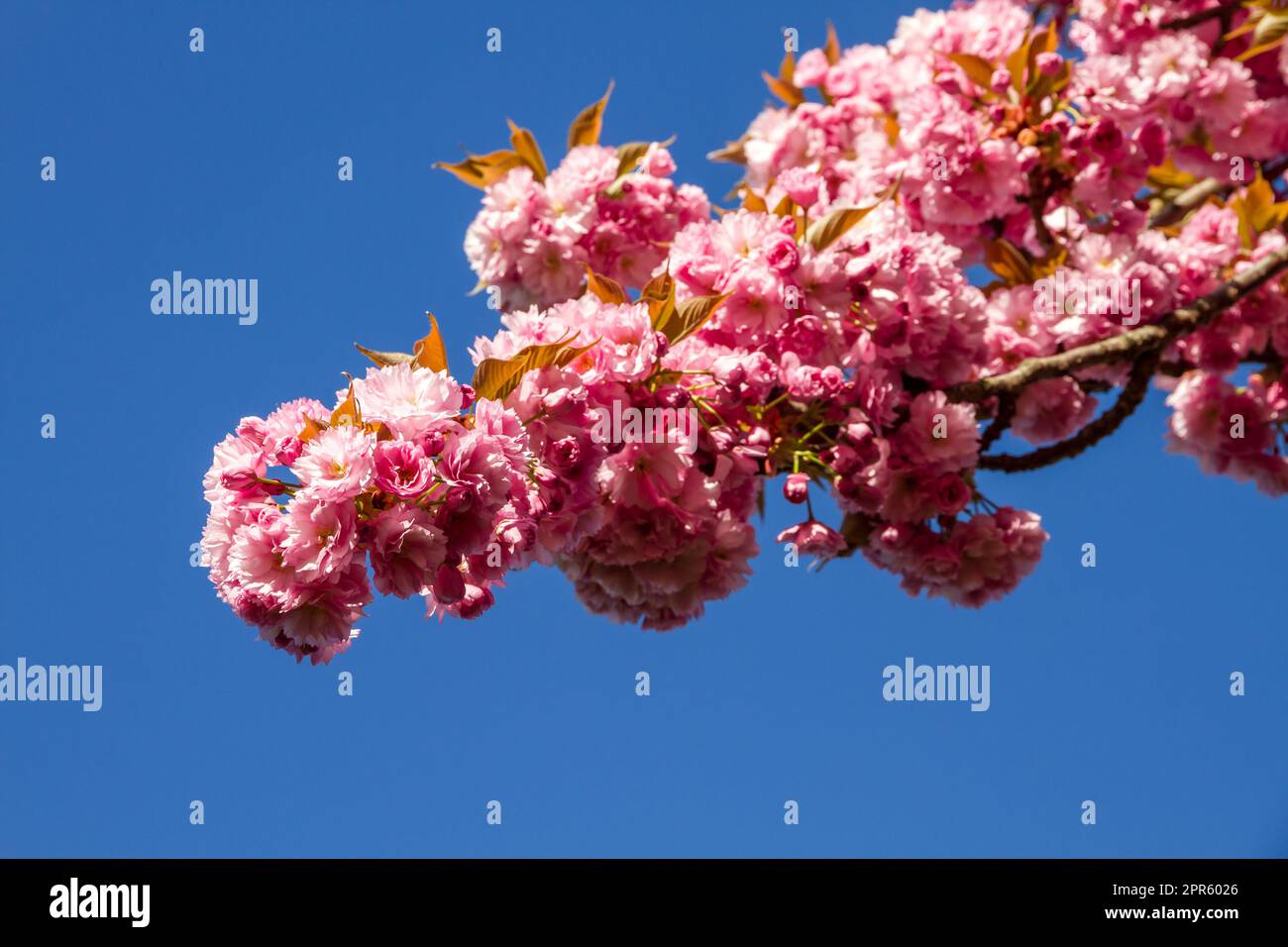 Japanese cherry blossom branch in spring Stock Photo - Alamy