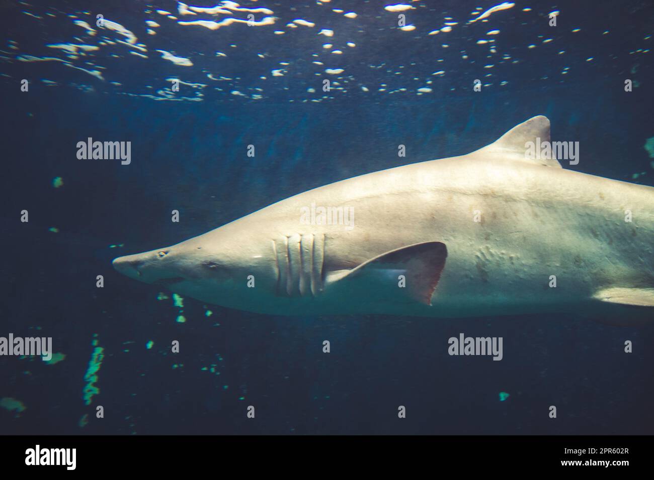 Sand tiger shark close-up view in ocean Stock Photo
