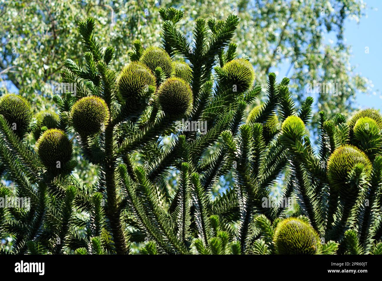 Chilean fir monkey puzzle tree under blue sky in summer Stock Photo