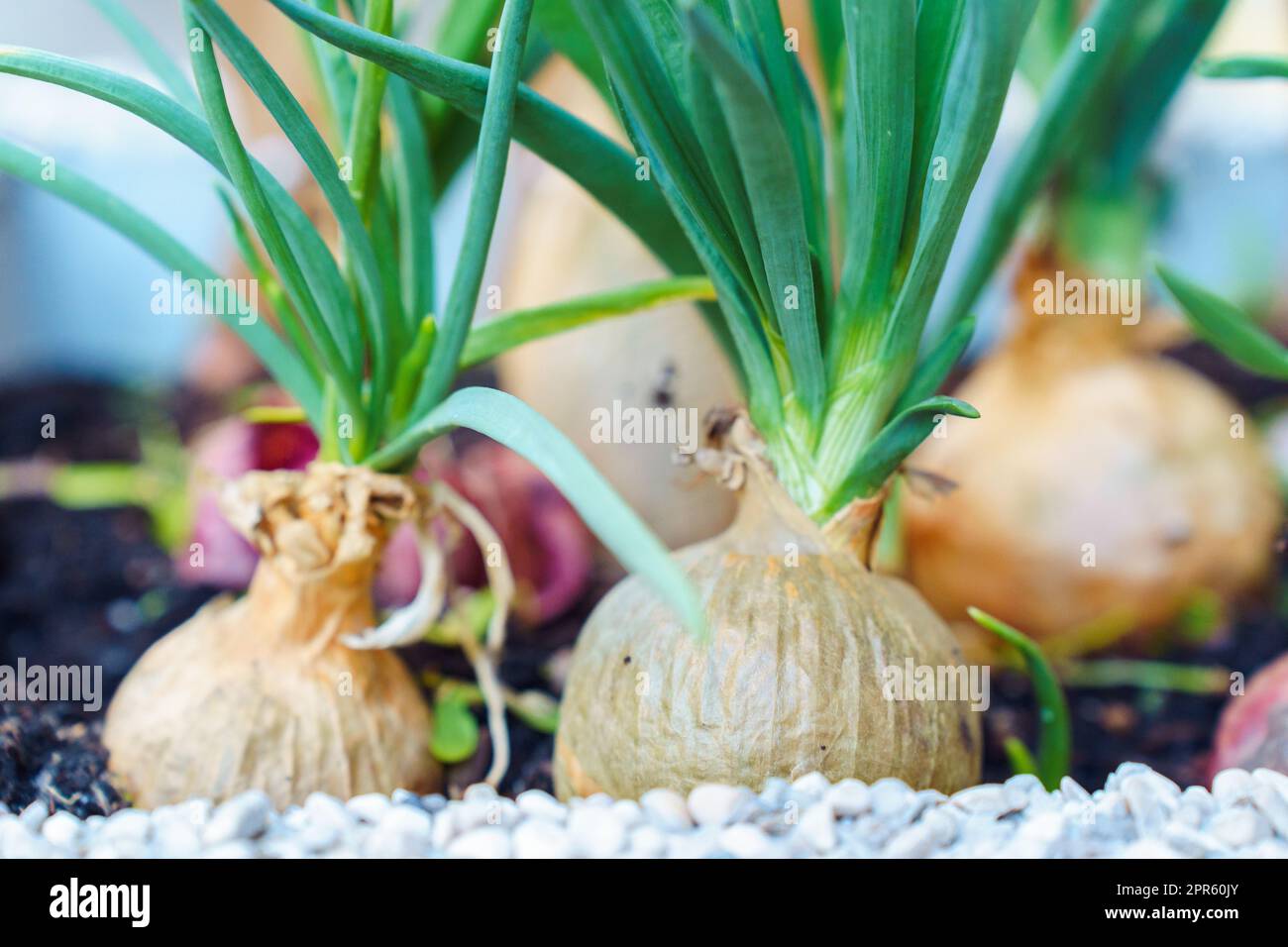 Soil close hi-res stock photography and images - Alamy