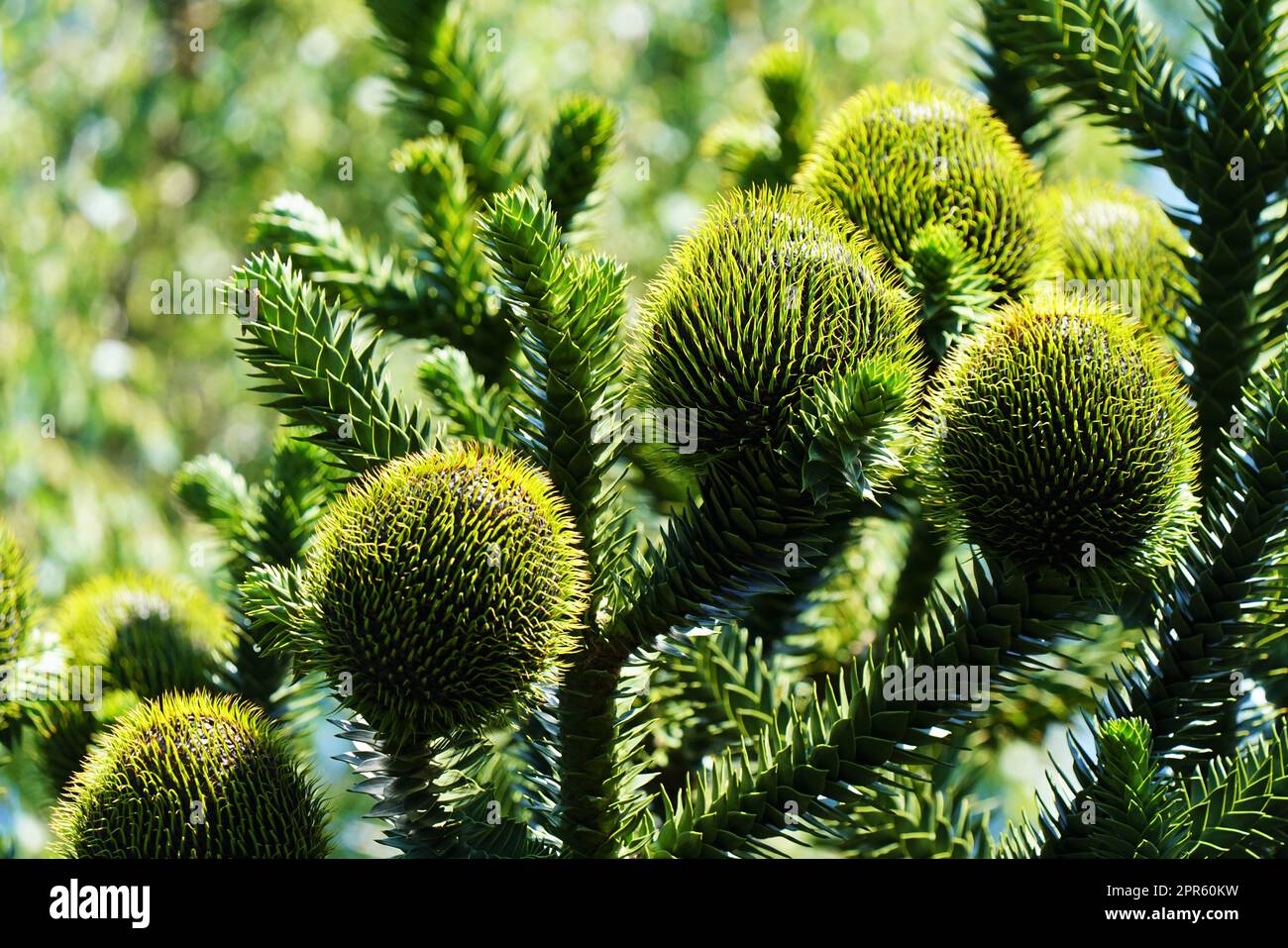 Chilean fir monkey puzzle tree under blue sky in summer Stock Photo