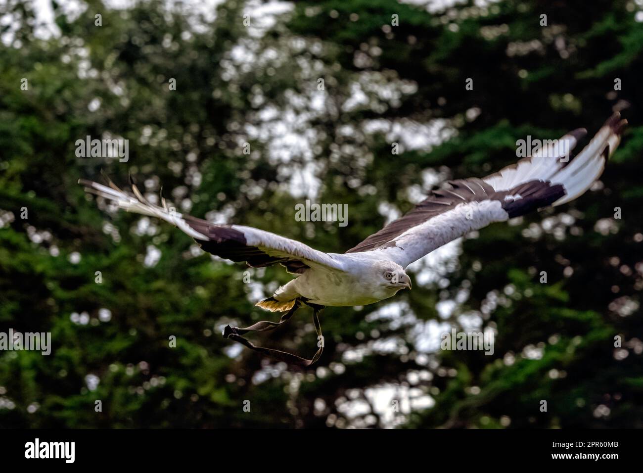 Flying palm-nut vulture (Gypohierax angolensis) known as vulturine fish eagle Stock Photo