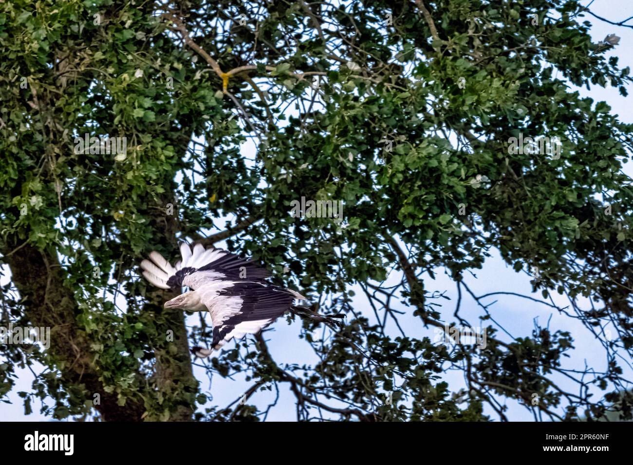 Flying palm-nut vulture (Gypohierax angolensis) known as vulturine fish eagle Stock Photo