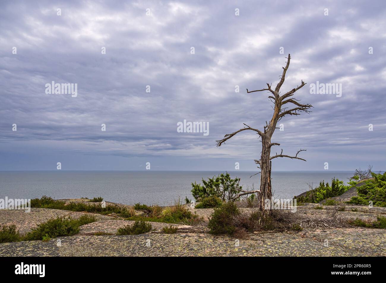 Landscape with rocks and tree on the island Blå Jungfrun in Sweden Stock Photo