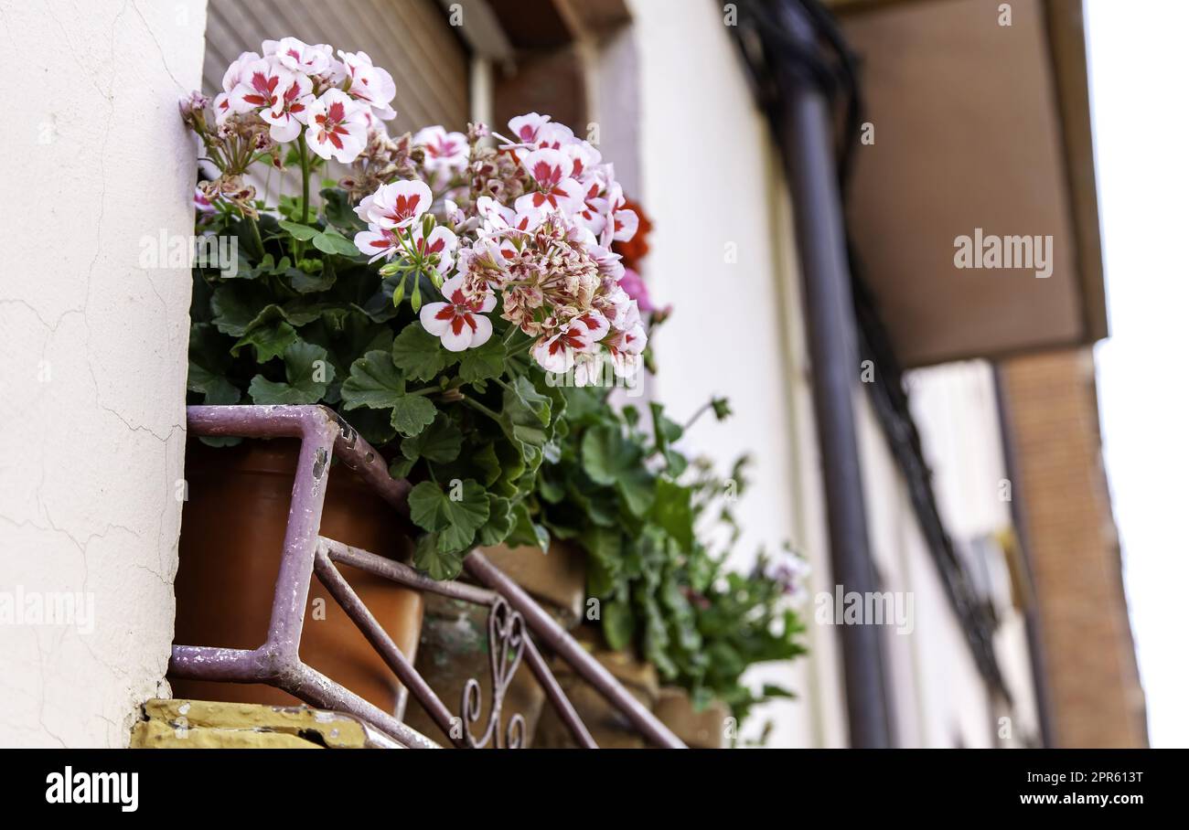 Hanging flower pots fence hi-res stock photography and images - Alamy