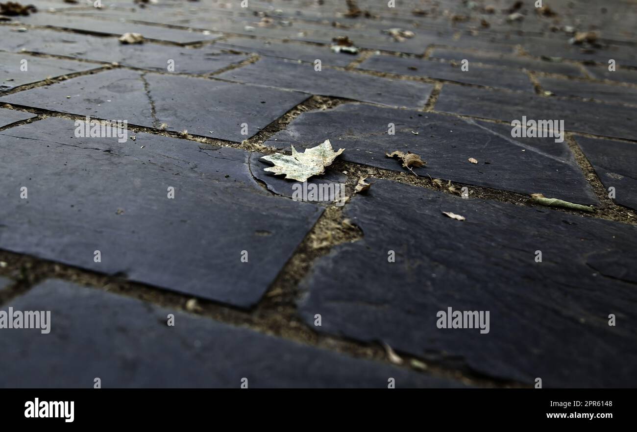 Dry leaves on slate floor Stock Photo
