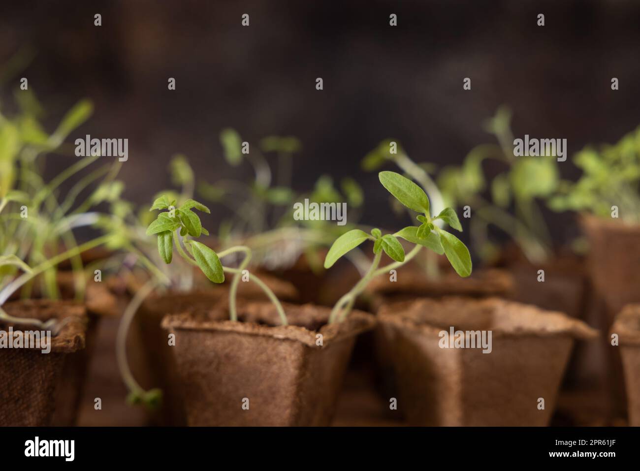 Vegetable seedlings in biodegradable pots on wooden table close up. Urban gardening Stock Photo