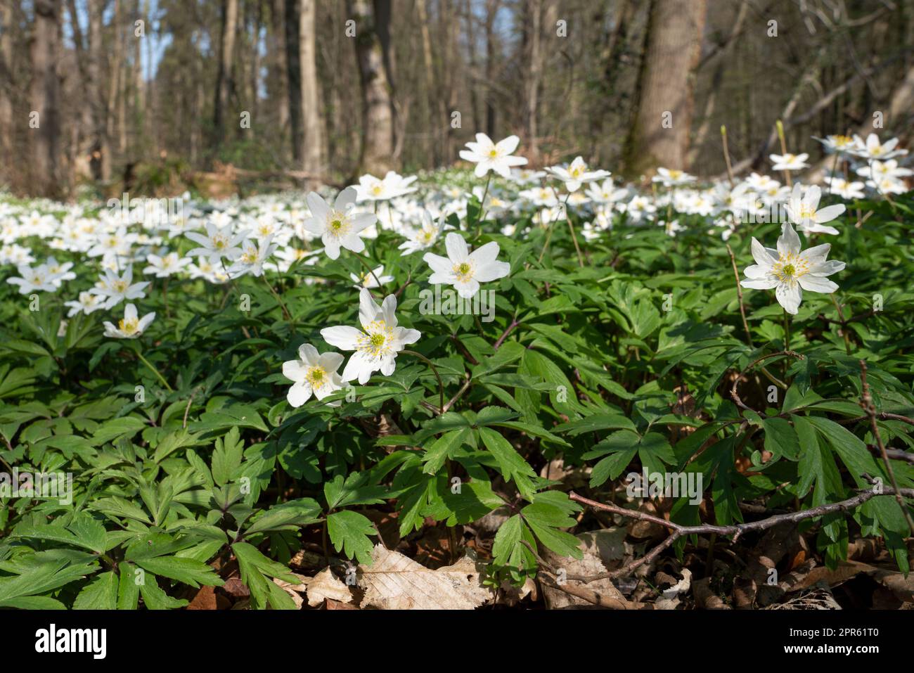 Windflower, Anemone nemorosa Stock Photo