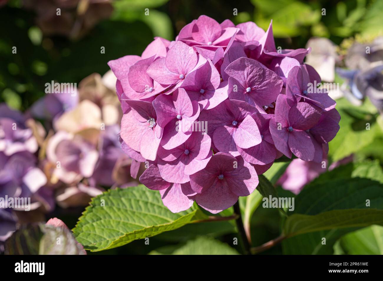 Penny mac hydrangea macrophylla hi-res stock photography and images - Alamy