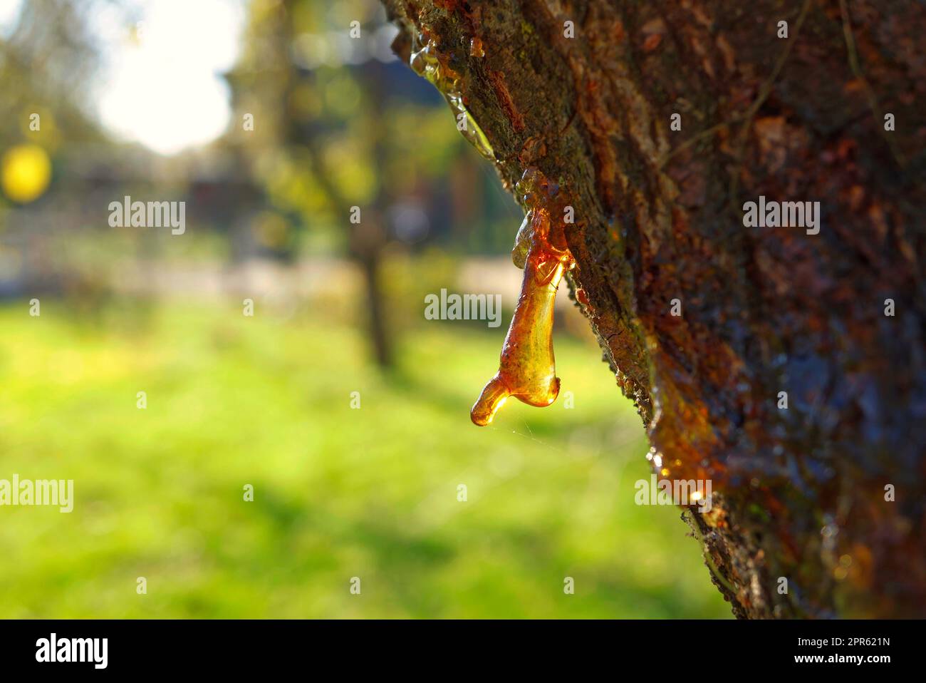 Sap or resin oozing from an injured tree branch Stock Photo