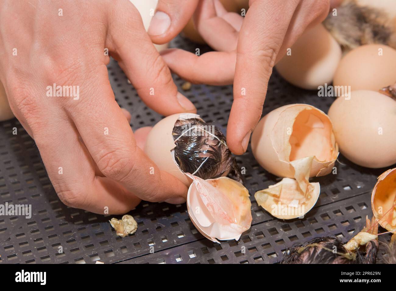 https://c8.alamy.com/comp/2PR629N/farmers-hand-close-up-finger-helps-to-hatch-a-newborn-chick-chicken-from-a-hatching-egg-in-an-incubator-poultry-farming-2PR629N.jpg