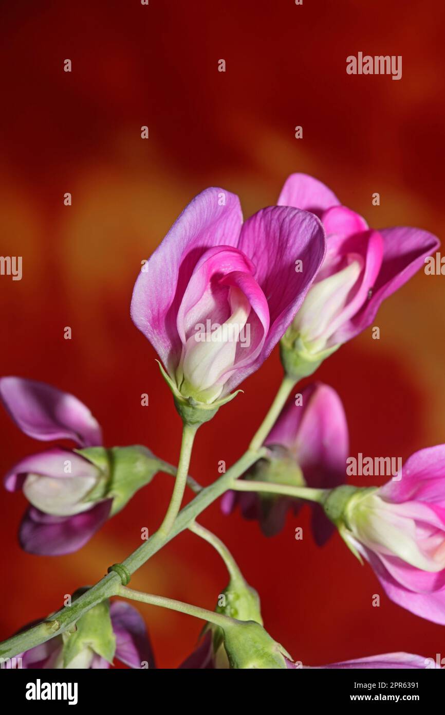 Violet wild climber flower blossoming macro botanical background ...