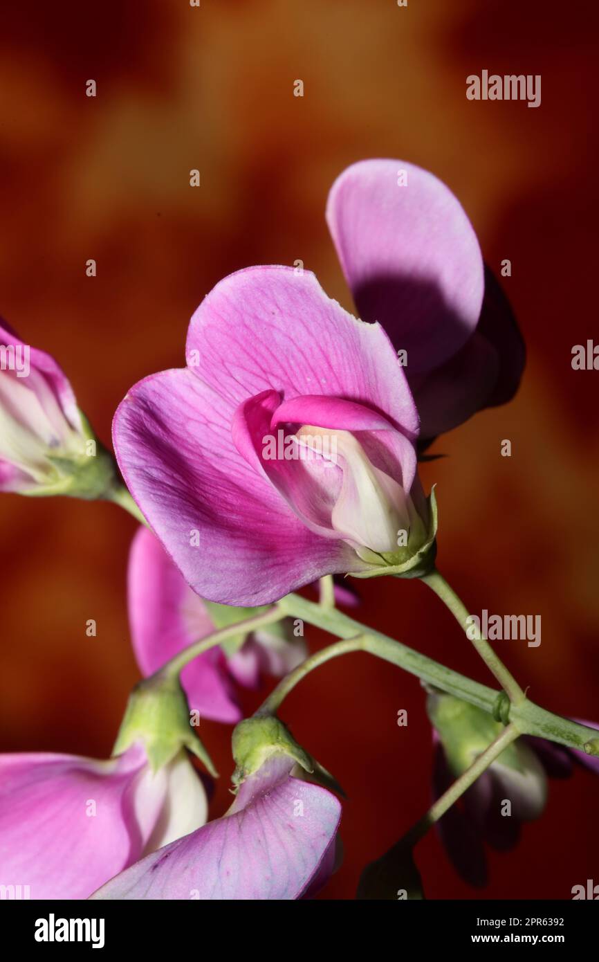 Violet wild climber flower blossoming macro botanical background ...