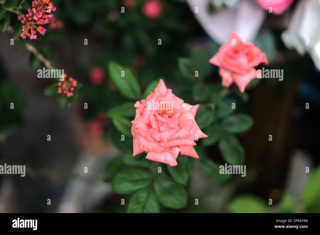 Pastel colored roses. Soft focus small depth of field photo . Concept valentine 's day Stock Photo
