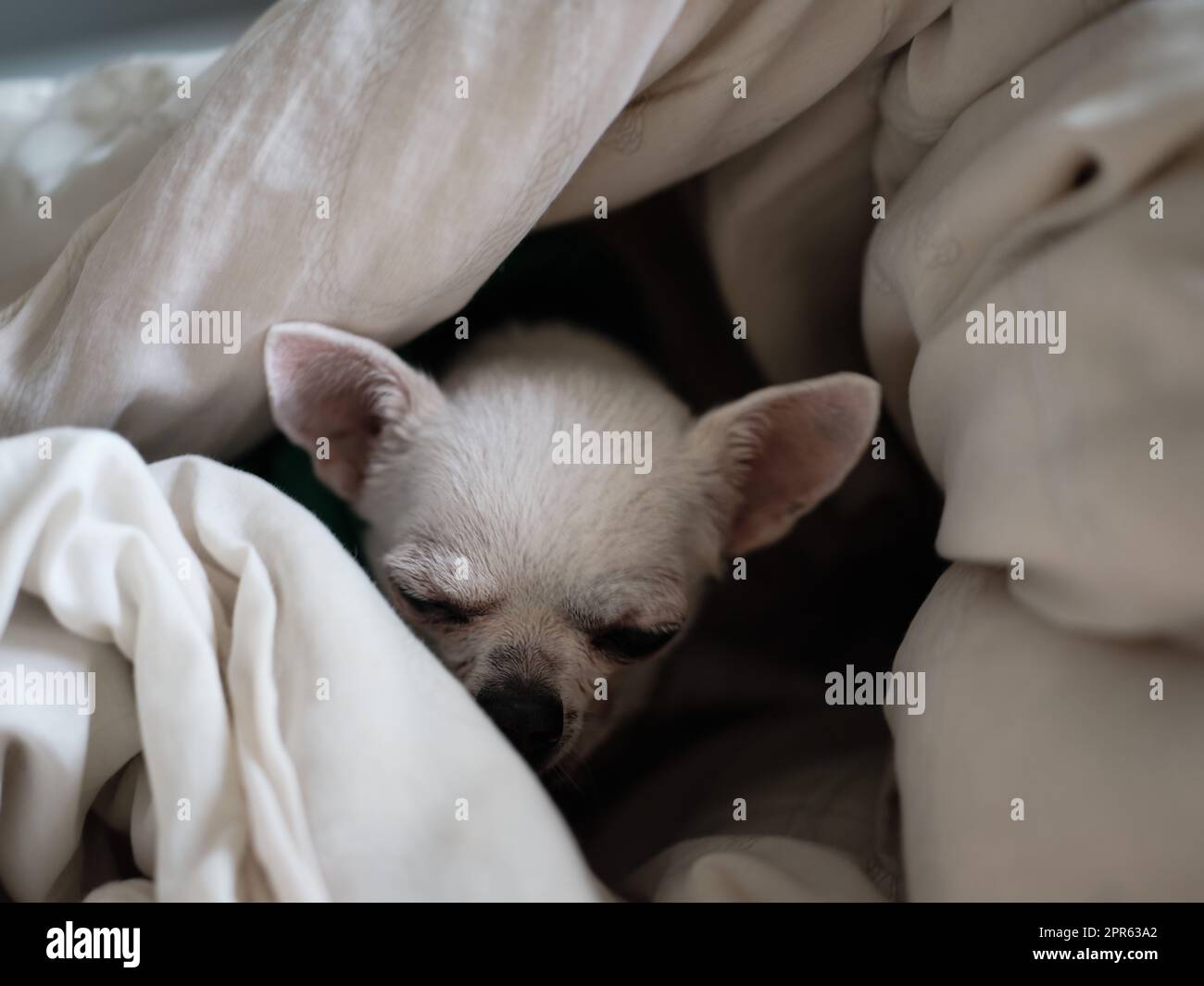Chihuahua dog sleeping at home on the bed covered with a blanket Stock Photo