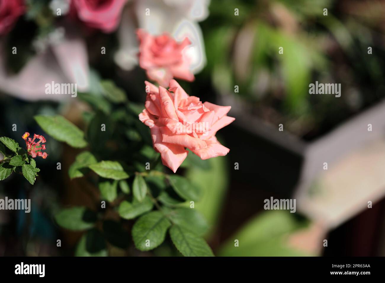 Pastel colored roses. Soft focus small depth of field photo . Concept valentine 's day Stock Photo