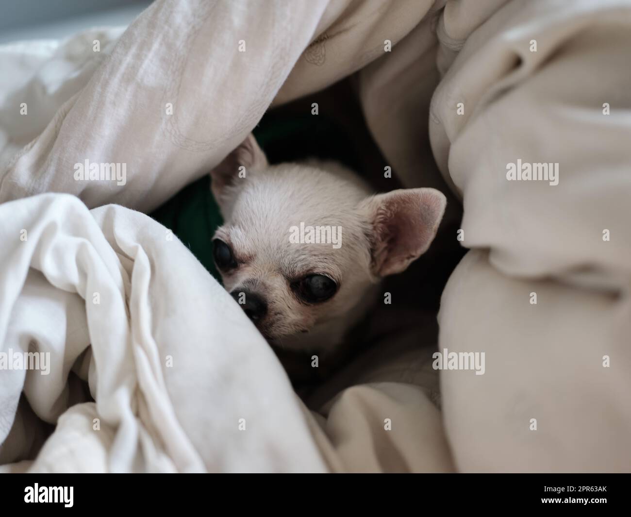 Chihuahua dog sleeping at home on the bed covered with a blanket Stock Photo