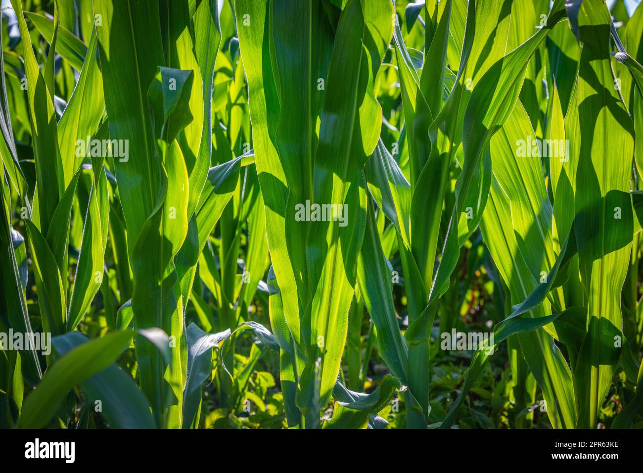 Corn plants young green hi-res stock photography and images - Alamy