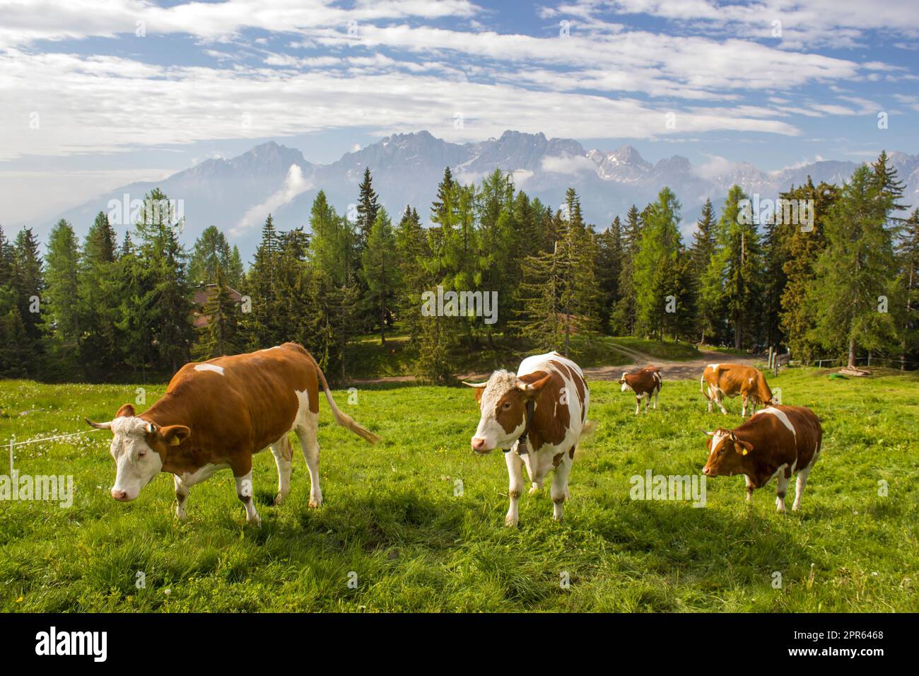 cows at an alpine meadow - landscape of Lienz Dolomites in Austria. Massive Alpine mountains. Stock Photo
