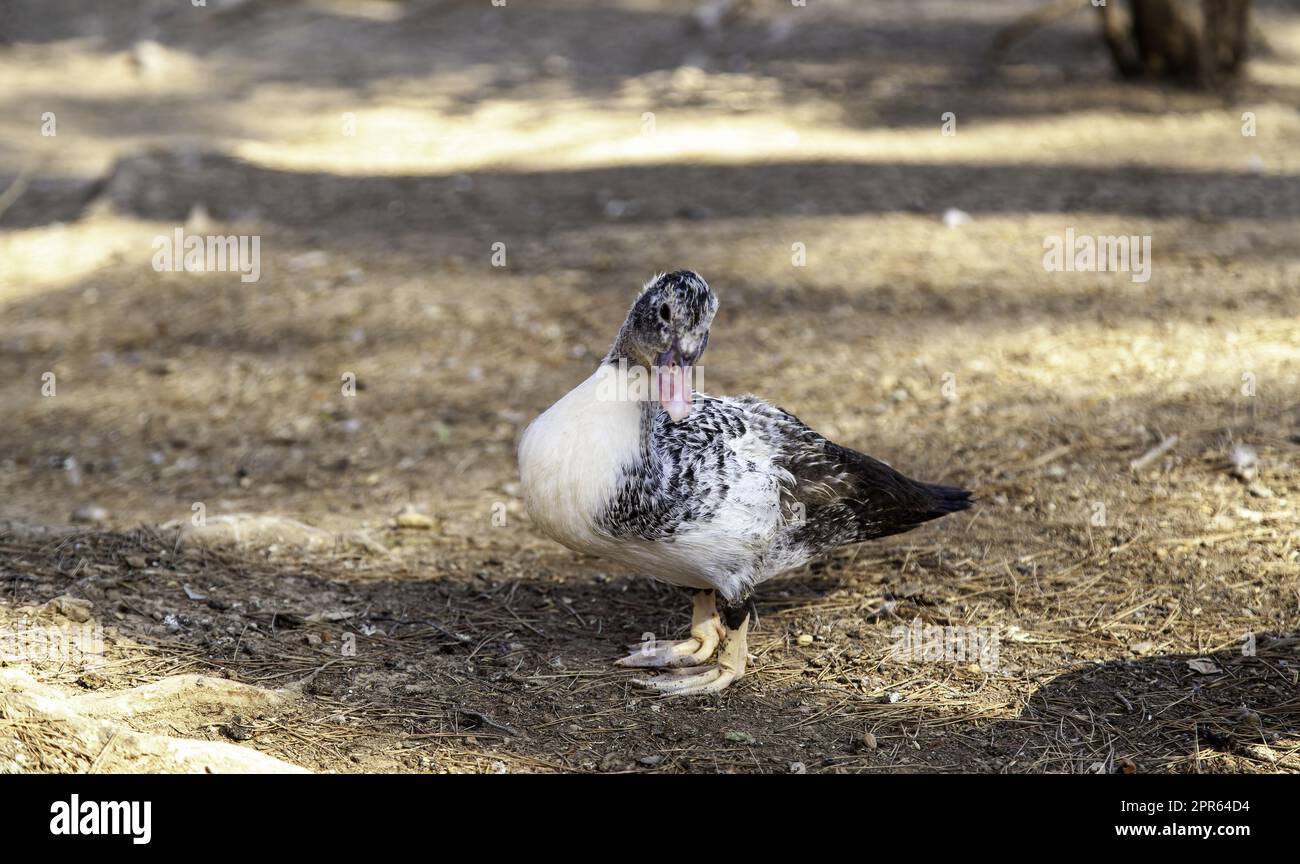 Ducks eating in nature Stock Photo Alamy