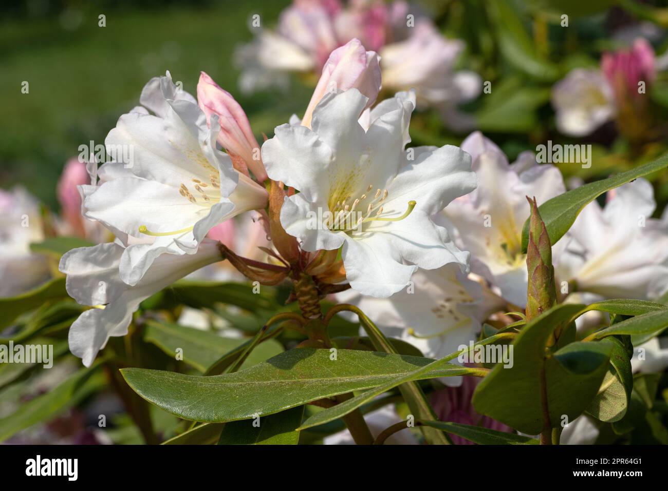 Rhododendron Hybrid Dufthecke, Rhododendron hybrid Stock Photo