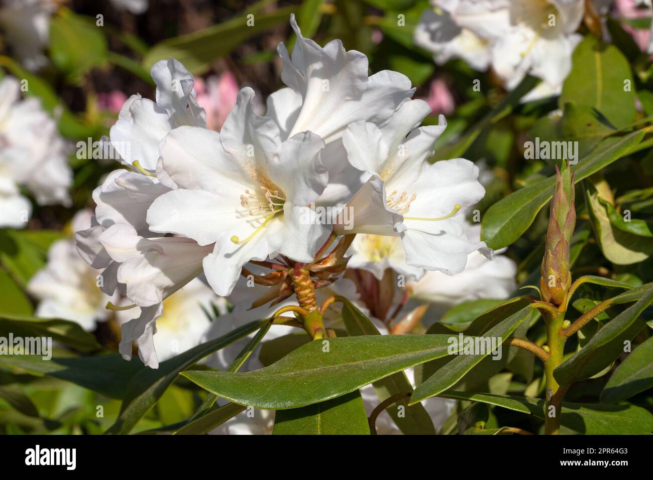 Rhododendron Hybrid Dufthecke, Rhododendron hybrid Stock Photo