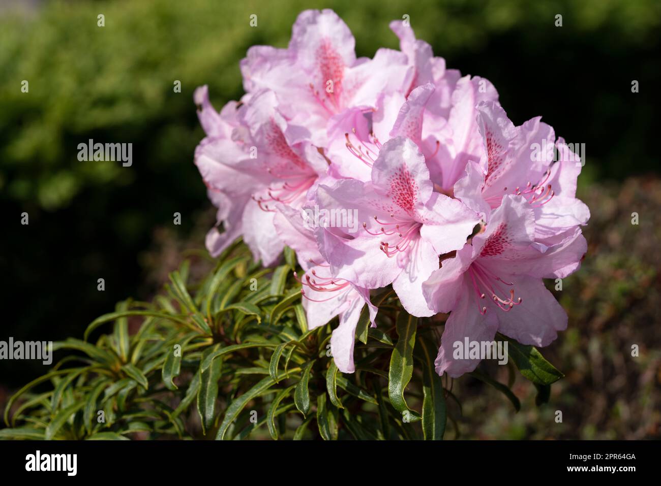 Rhododendron Ponticum Filigran, Rhododendron Ponticum Stock Photo