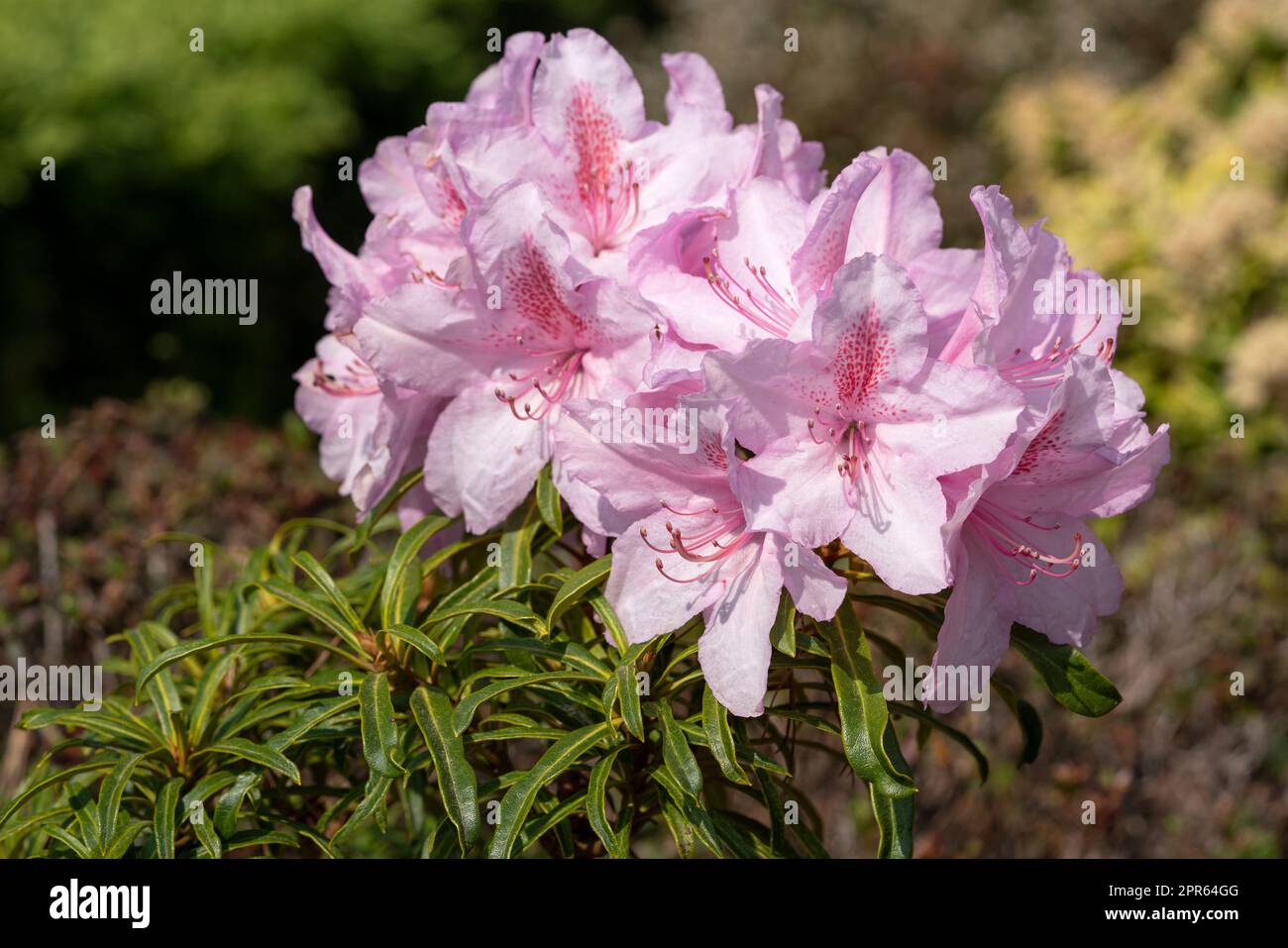 Rhododendron Ponticum Filigran, Rhododendron Ponticum Stock Photo