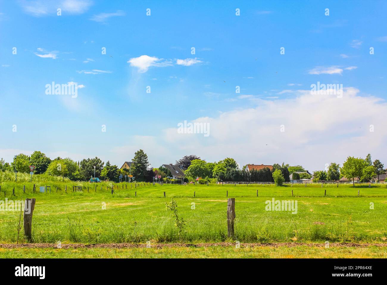 Natural panorama view sunny day green plants trees forest Germany. Stock Photo